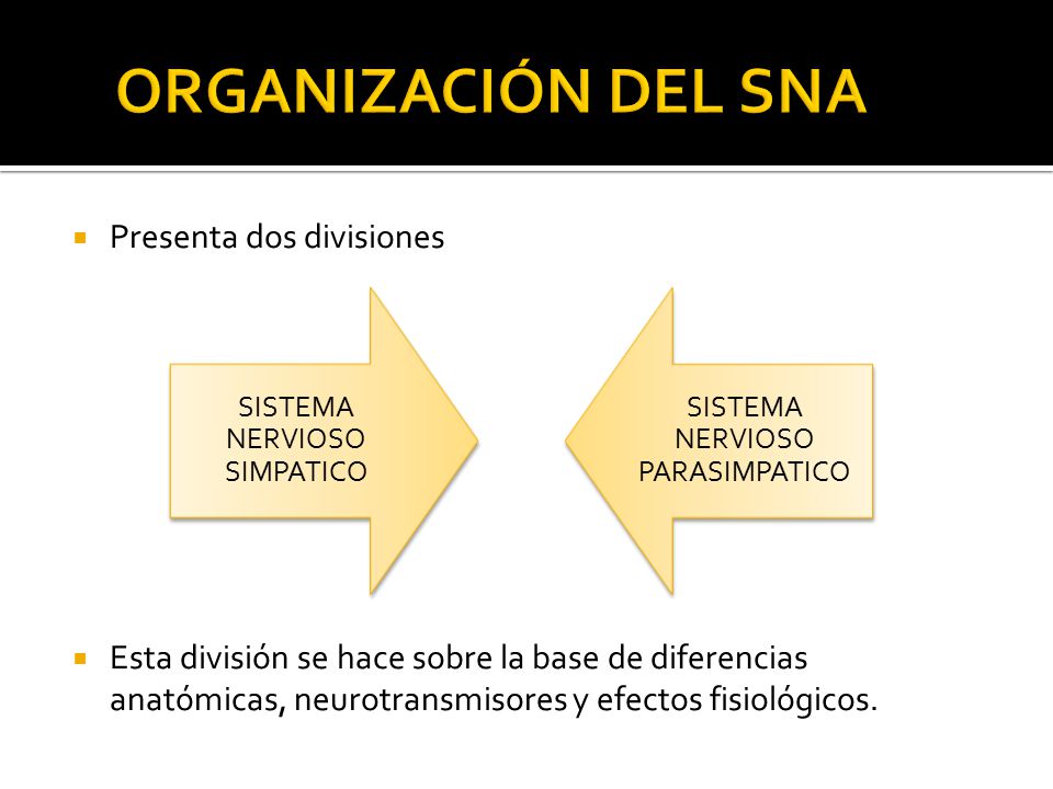 ORGANIZACIÓN DEL SNA Presenta dos divisiones