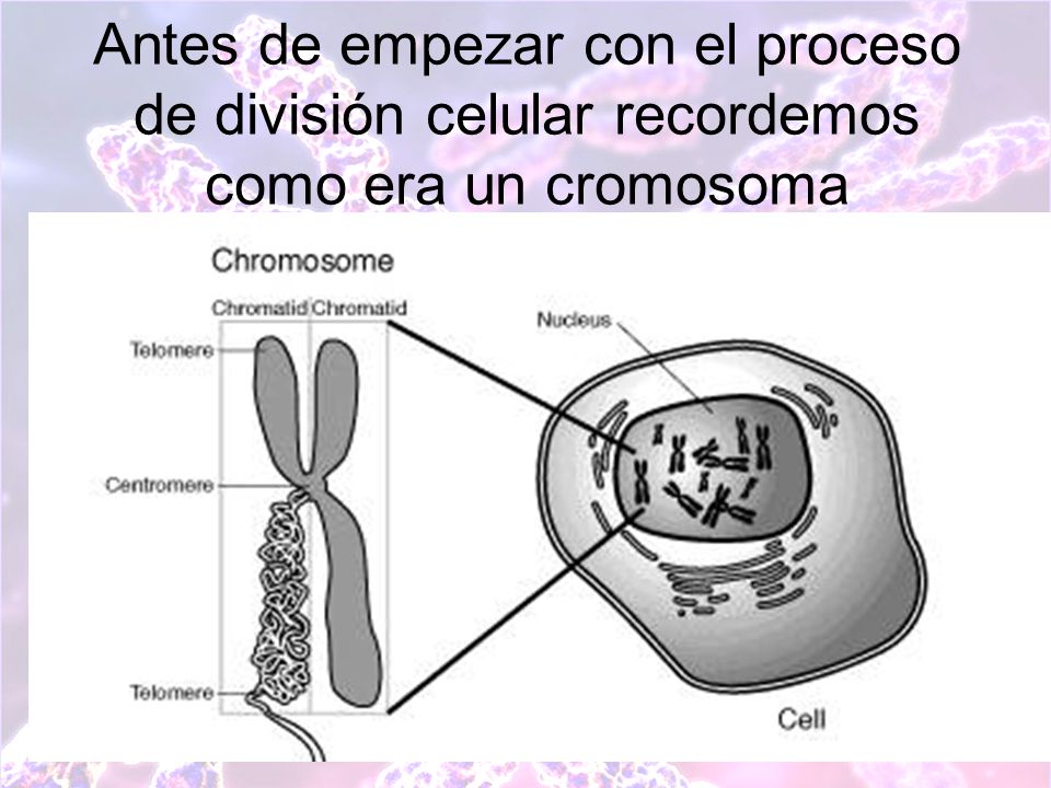 Кольцевая хромосома 2. Хромосомы лошади. Тройная хромосома. Хромосома рисунок карандашом.