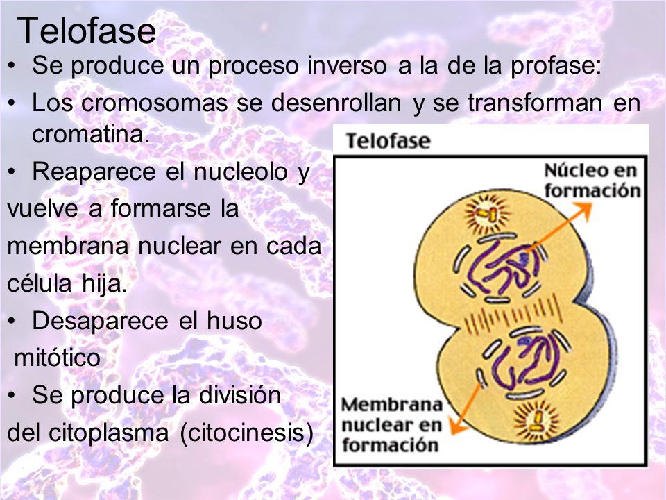 Telofase Se produce un proceso inverso a la de la profase: