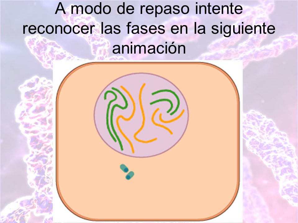 A modo de repaso intente reconocer las fases en la siguiente animación