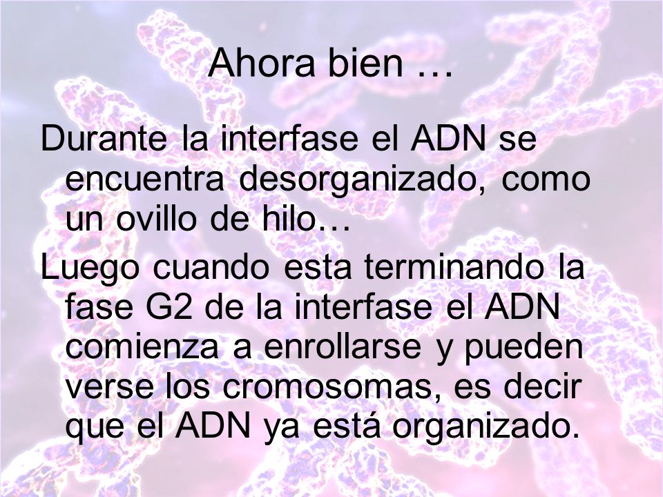 Ahora bien … Durante la interfase el ADN se encuentra desorganizado, como un ovillo de hilo…