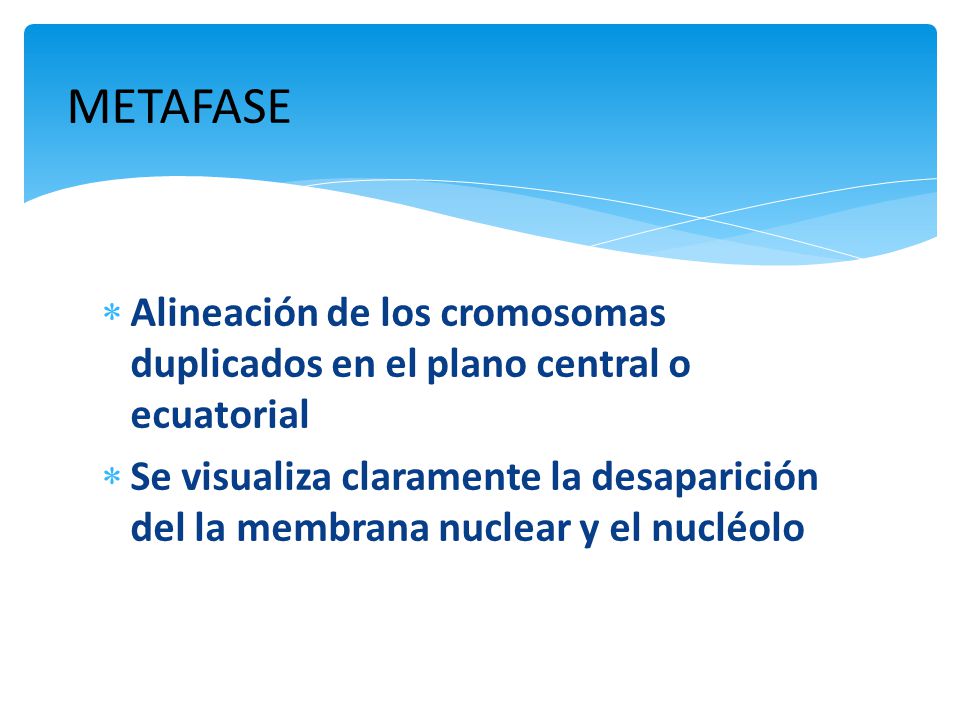 METAFASE Alineación de los cromosomas duplicados en el plano central o ecuatorial.