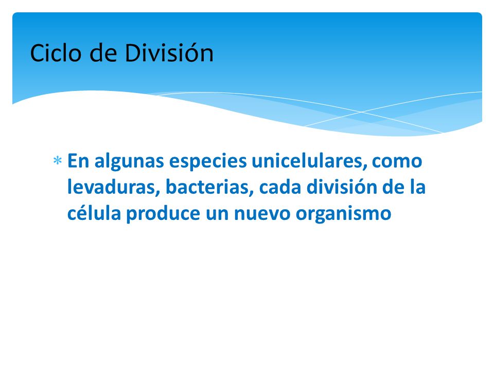 Ciclo de División En algunas especies unicelulares, como levaduras, bacterias, cada división de la célula produce un nuevo organismo.