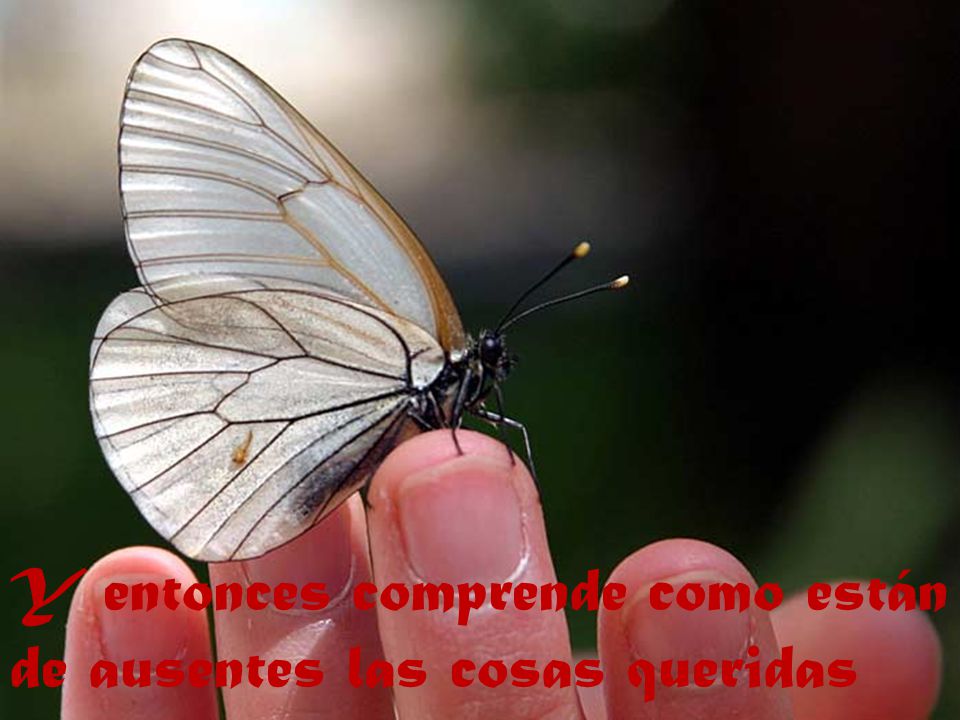 Y entonces comprende como están de ausentes las cosas queridas