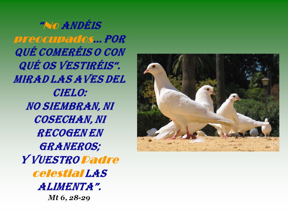 no siembran, ni cosechan, ni recogen en graneros;