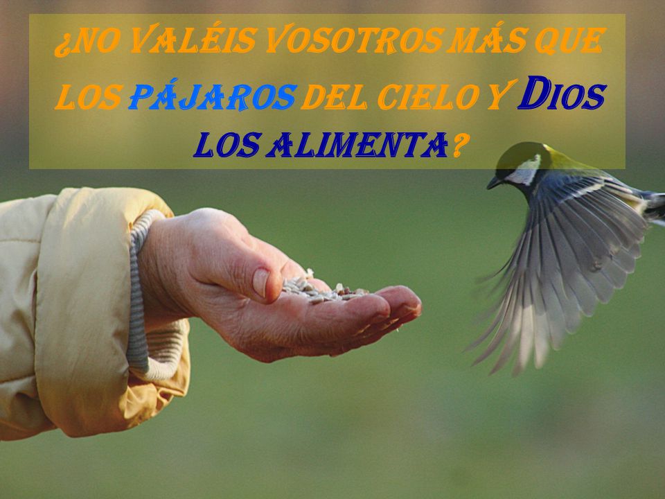 ¿No valéis vosotros más que los pájaros del cielo y Dios los alimenta
