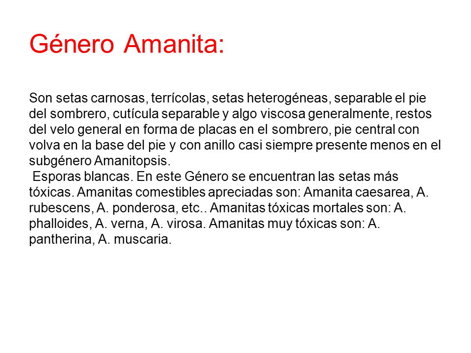 Género Amanita: Son setas carnosas, terrícolas, setas heterogéneas, separable el pie del sombrero, cutícula separable y algo viscosa generalmente, restos del velo general en forma de placas en el sombrero, pie central con volva en la base del pie y con anillo casi siempre presente menos en el subgénero Amanitopsis.