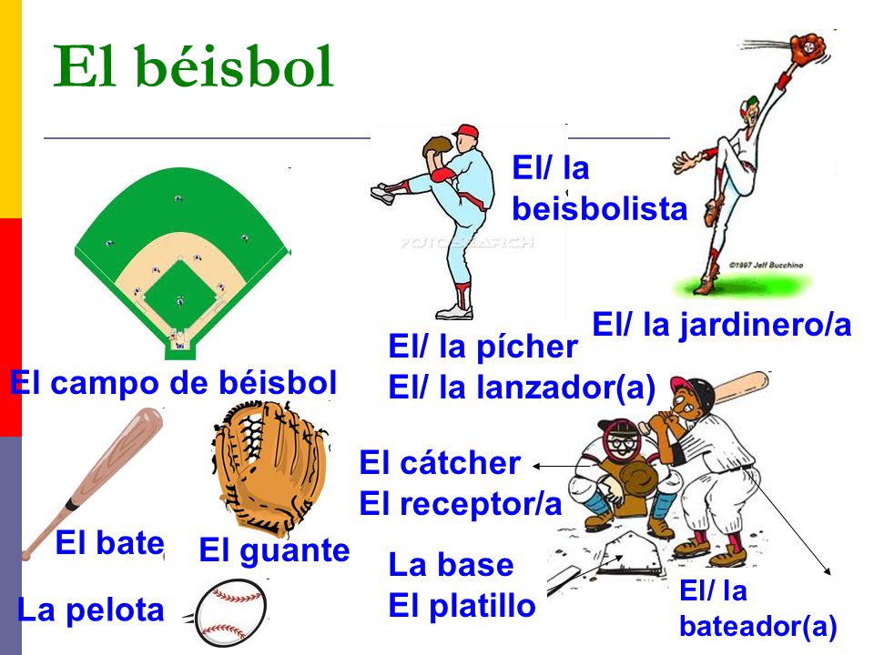 El béisbol El/ la beisbolista El/ la jardinero/a El/ la pícher