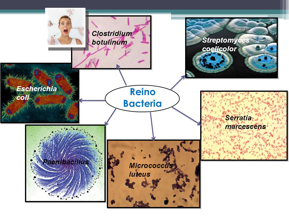 Reino Bacteria Clostridium botulinum Streptomyces coelicolor