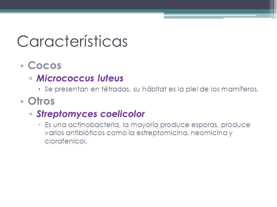 Características Cocos Otros Micrococcus luteus Streptomyces coelicolor
