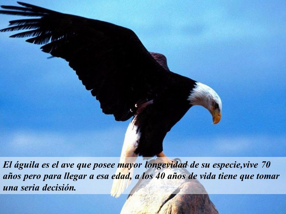 El águila es el ave que posee mayor longevidad de su especie,vive 70 años pero para llegar a esa edad, a los 40 años de vida tiene que tomar una seria decisión.