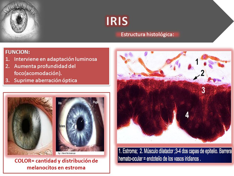 COLOR= cantidad y distribución de melanocitos en estroma
