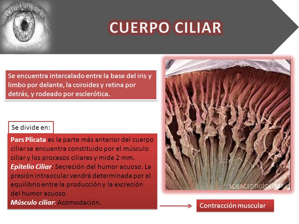 CUERPO CILIAR Se encuentra intercalado entre la base del iris y limbo por delante, la coroides y retina por detrás, y rodeado por esclerótica.
