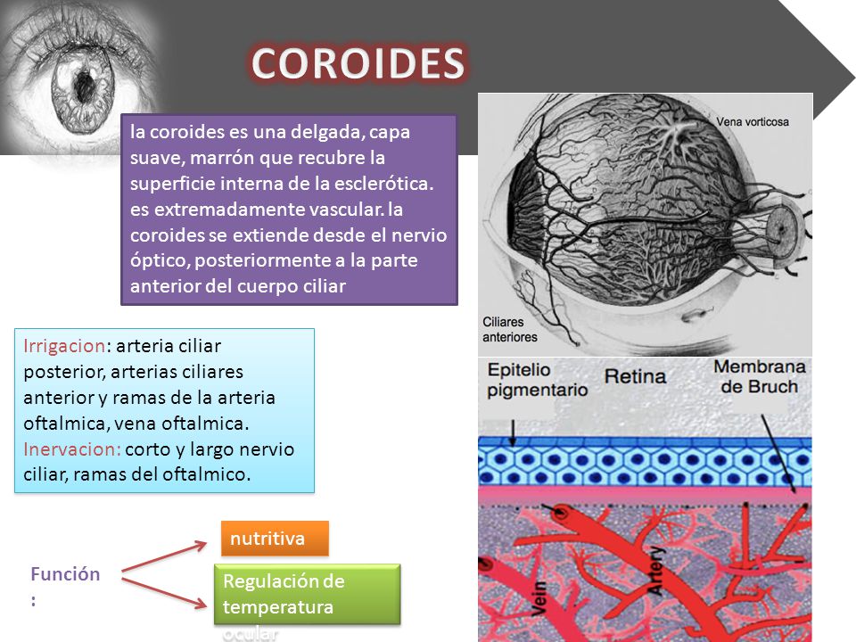 COROIDES la coroides es una delgada, capa suave, marrón que recubre la superficie interna de la esclerótica.