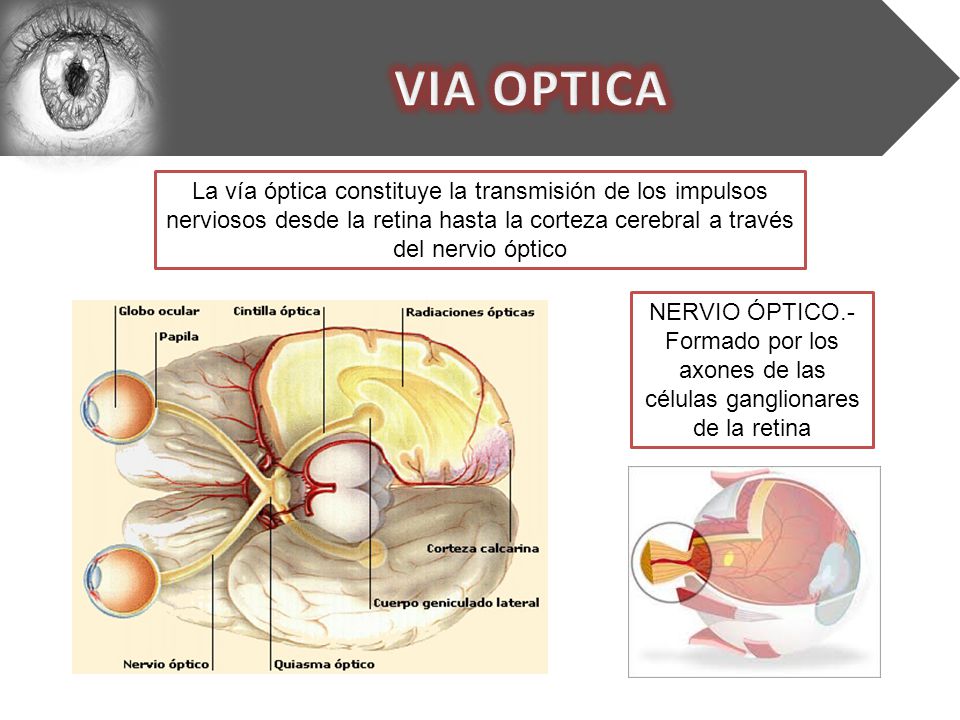 VIA OPTICA La vía óptica constituye la transmisión de los impulsos nerviosos desde la retina hasta la corteza cerebral a través del nervio óptico.