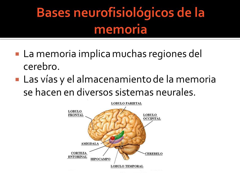 Bases neurológicas de la memoria - ppt descargar