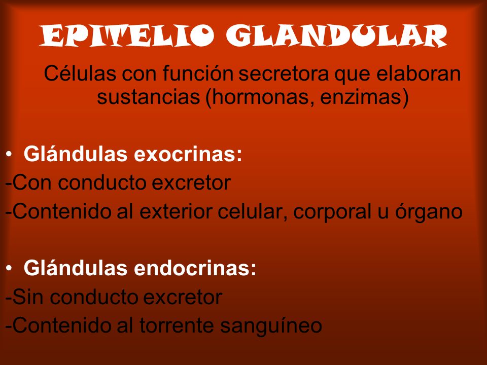 EPITELIO GLANDULAR Células con función secretora que elaboran sustancias (hormonas, enzimas) Glándulas exocrinas: