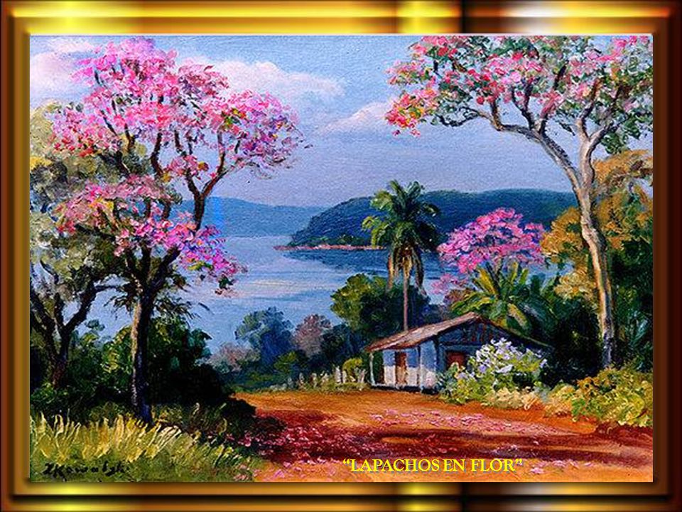 LAPACHOS EN FLOR