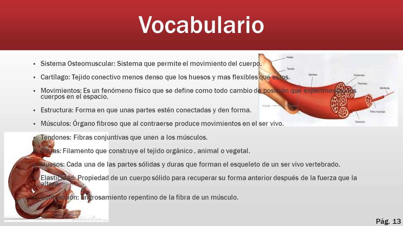 Vocabulario Sistema Osteomuscular: Sistema que permite el movimiento del cuerpo.
