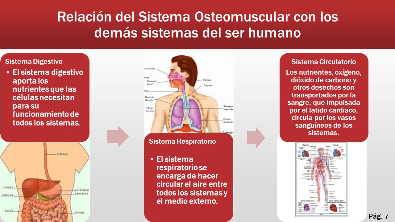 Relación del Sistema Osteomuscular con los demás sistemas del ser humano