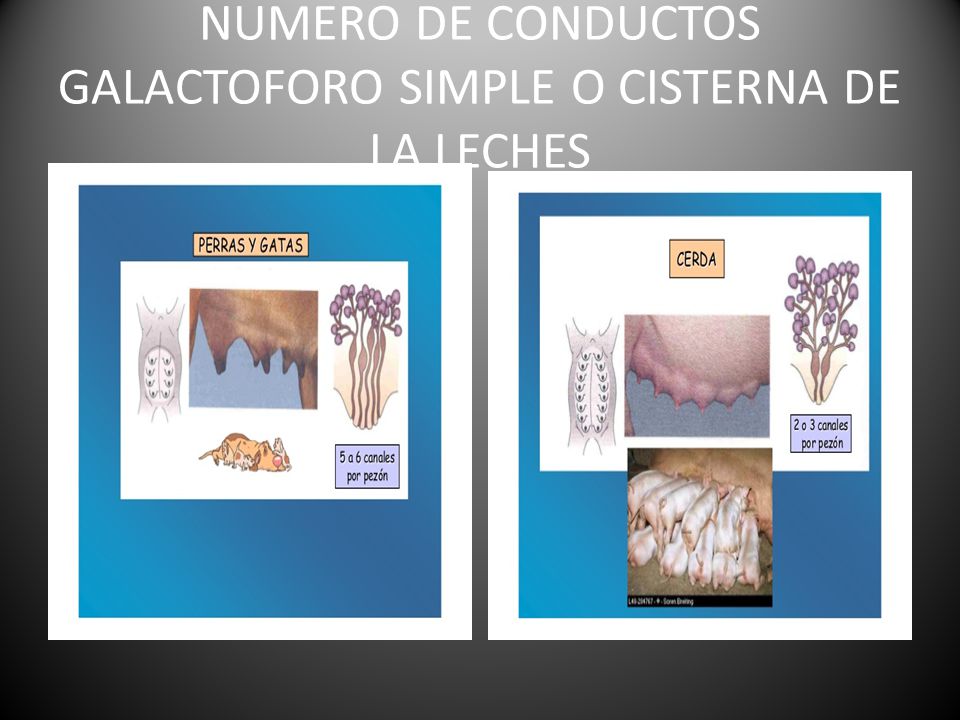 NUMERO DE CONDUCTOS GALACTOFORO SIMPLE O CISTERNA DE LA LECHES