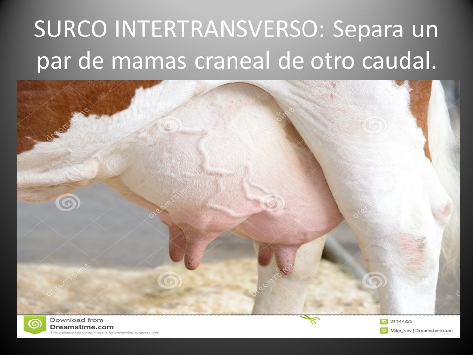 SURCO INTERTRANSVERSO: Separa un par de mamas craneal de otro caudal.