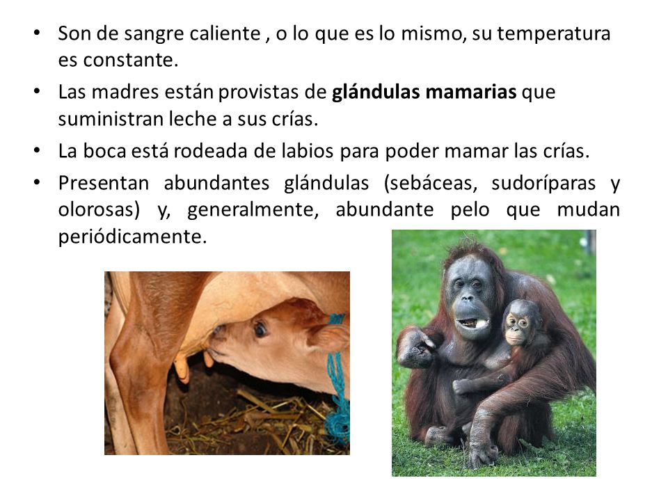 Son de sangre caliente , o lo que es lo mismo, su temperatura es constante.