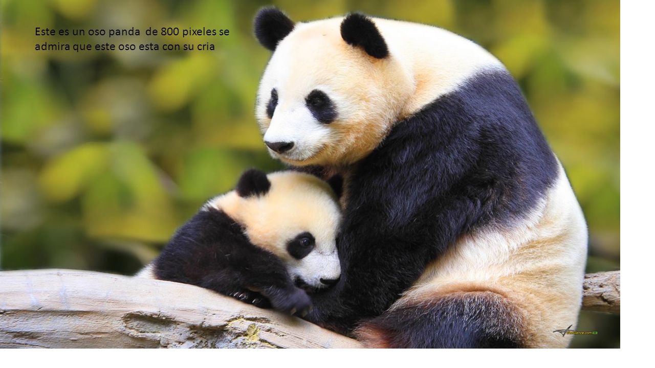 Este es un oso panda de 800 pixeles se admira que este oso esta con su cria