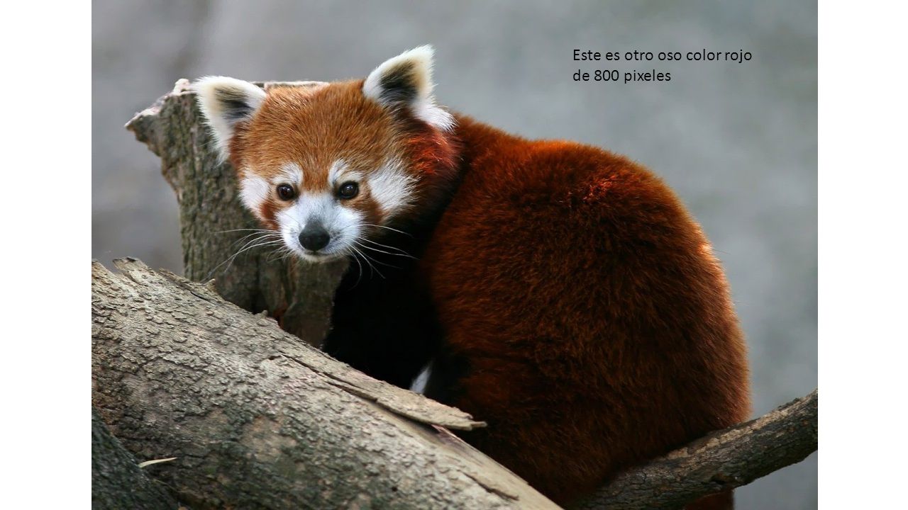Este es otro oso color rojo de 800 pixeles