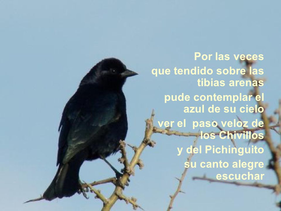 Por las veces que tendido sobre las tibias arenas. pude contemplar el azul de su cielo. ver el paso veloz de los Chivillos.