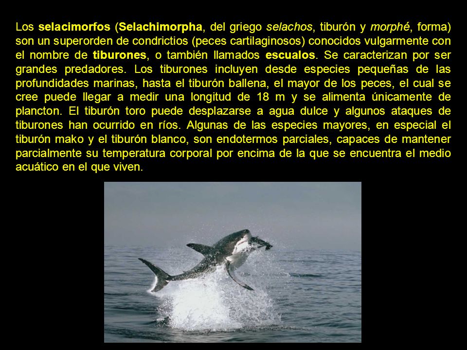 Los selacimorfos (Selachimorpha, del griego selachos, tiburón y morphé, forma) son un superorden de condrictios (peces cartilaginosos) conocidos vulgarmente con el nombre de tiburones, o también llamados escualos.