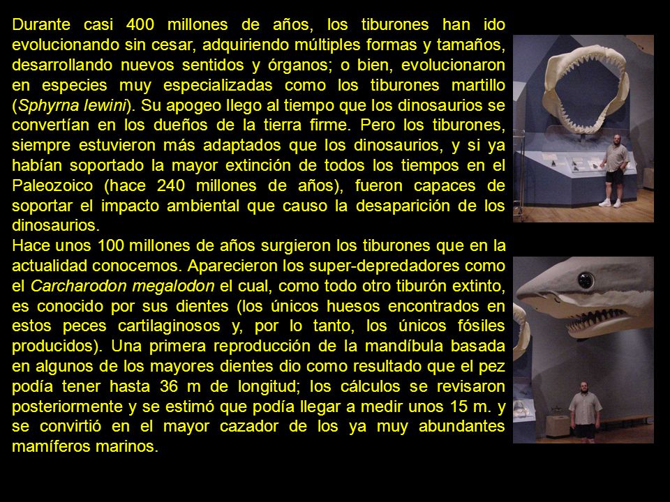 Durante casi 400 millones de años, los tiburones han ido evolucionando sin cesar, adquiriendo múltiples formas y tamaños, desarrollando nuevos sentidos y órganos; o bien, evolucionaron en especies muy especializadas como los tiburones martillo (Sphyrna lewini). Su apogeo llego al tiempo que los dinosaurios se convertían en los dueños de la tierra firme. Pero los tiburones, siempre estuvieron más adaptados que los dinosaurios, y si ya habían soportado la mayor extinción de todos los tiempos en el Paleozoico (hace 240 millones de años), fueron capaces de soportar el impacto ambiental que causo la desaparición de los dinosaurios.