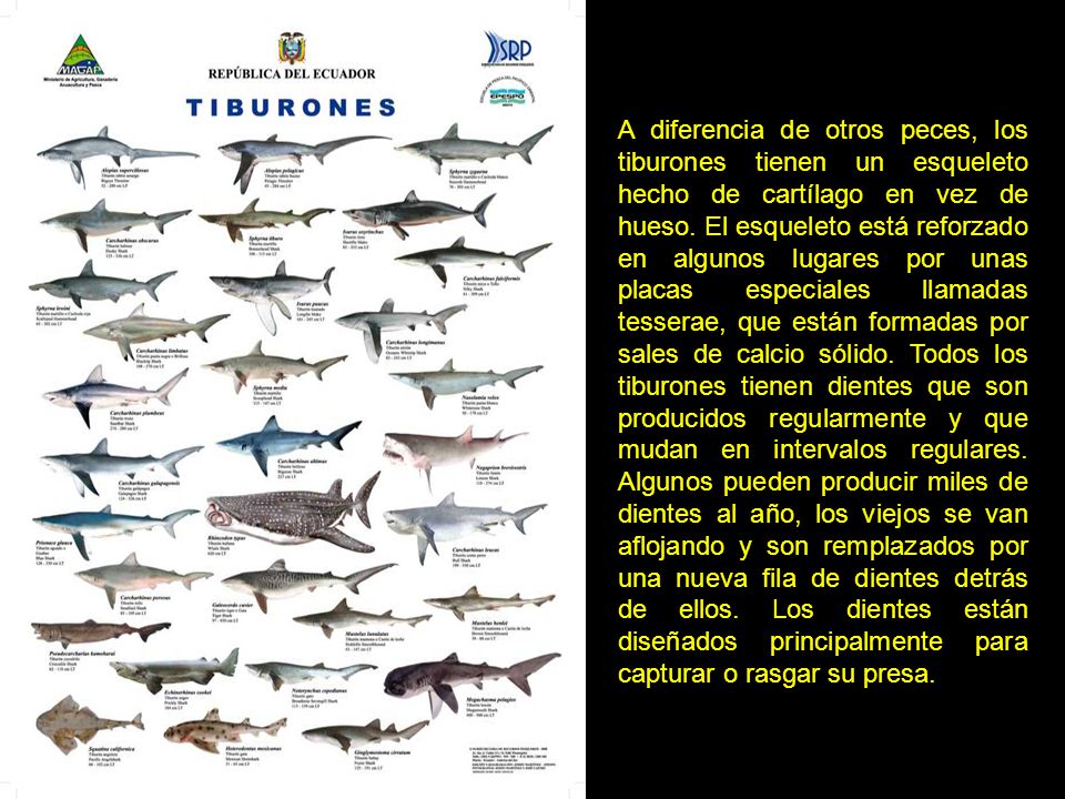 A diferencia de otros peces, los tiburones tienen un esqueleto hecho de cartílago en vez de hueso.