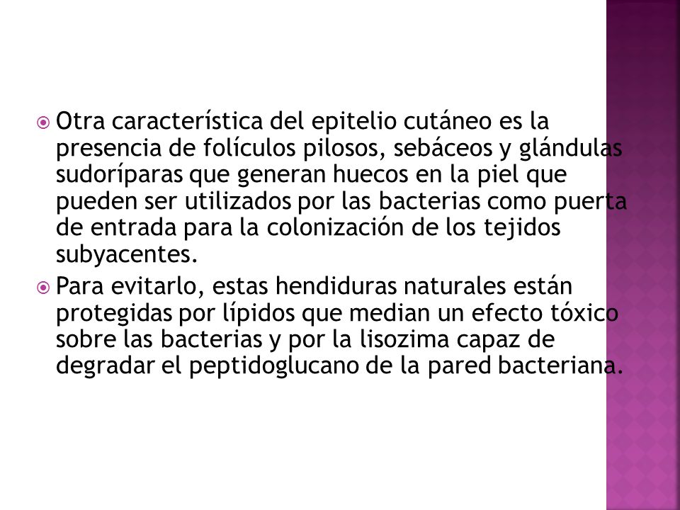 Otra característica del epitelio cutáneo es la presencia de folículos pilosos, sebáceos y glándulas sudoríparas que generan huecos en la piel que pueden ser utilizados por las bacterias como puerta de entrada para la colonización de los tejidos subyacentes.
