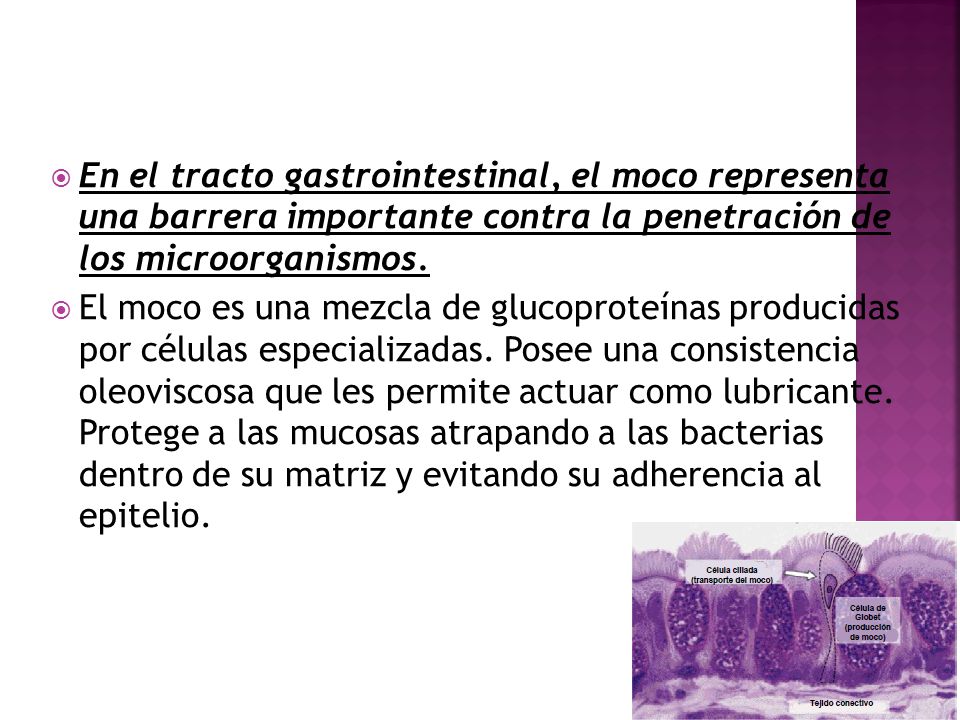 En el tracto gastrointestinal, el moco representa una barrera importante contra la penetración de los microorganismos.