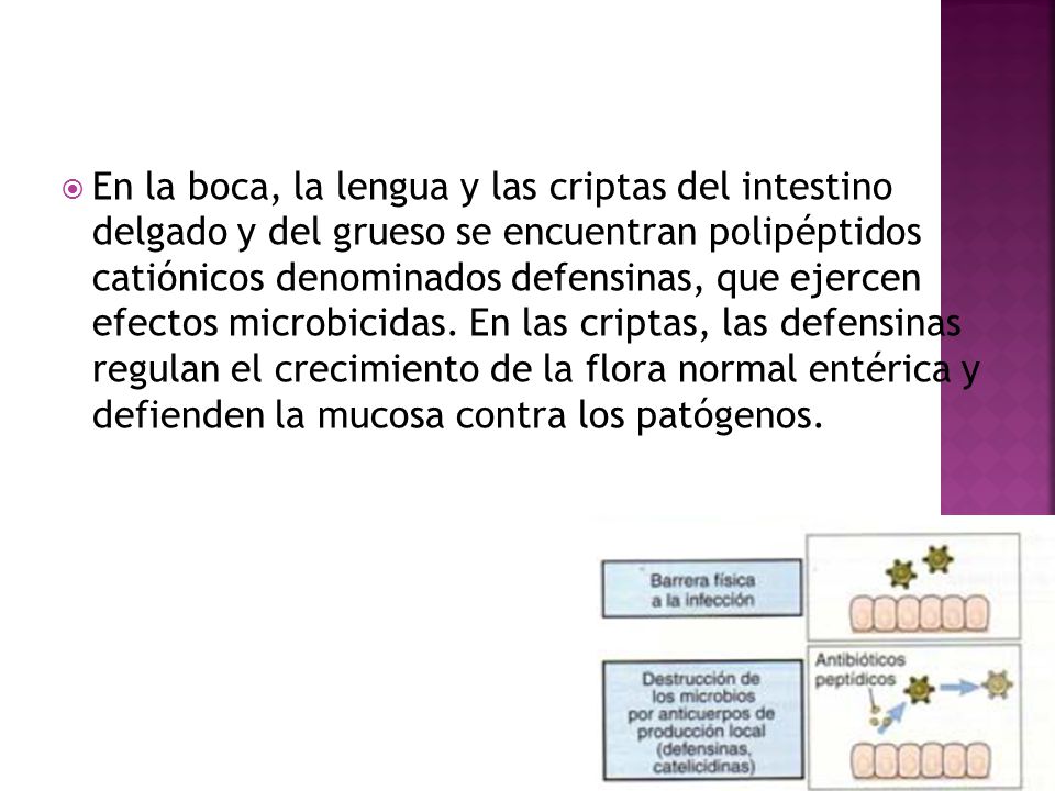 En la boca, la lengua y las criptas del intestino delgado y del grueso se encuentran polipéptidos catiónicos denominados defensinas, que ejercen efectos microbicidas.
