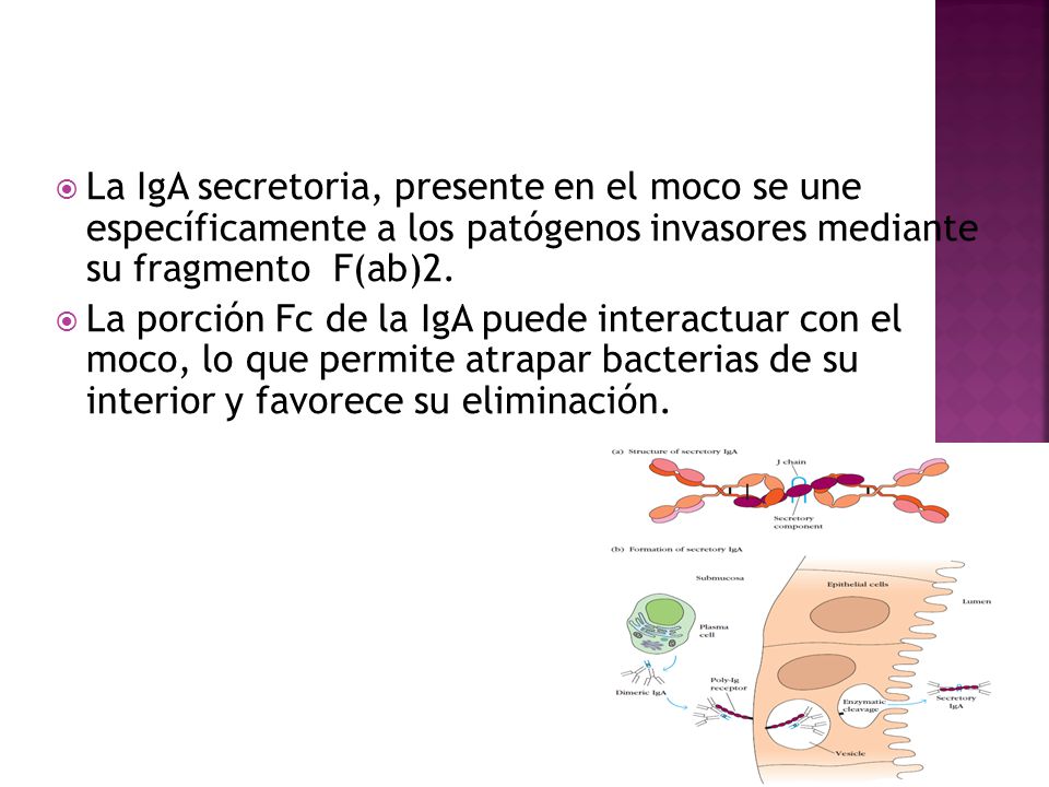 La IgA secretoria, presente en el moco se une específicamente a los patógenos invasores mediante su fragmento F(ab)2.