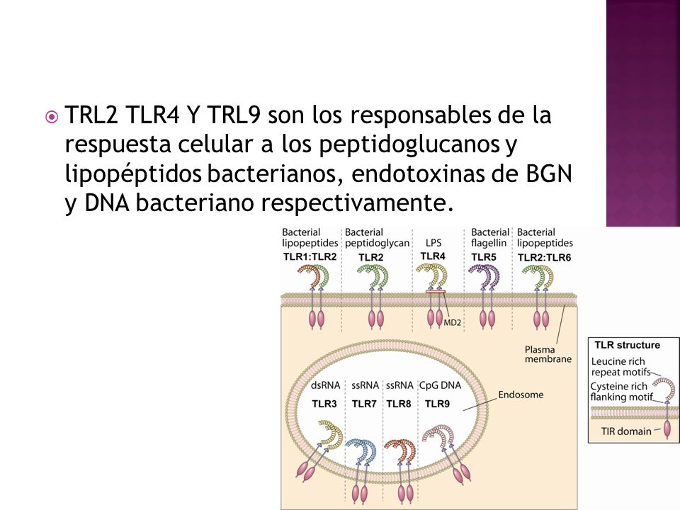 TRL2 TLR4 Y TRL9 son los responsables de la respuesta celular a los peptidoglucanos y lipopéptidos bacterianos, endotoxinas de BGN y DNA bacteriano respectivamente.