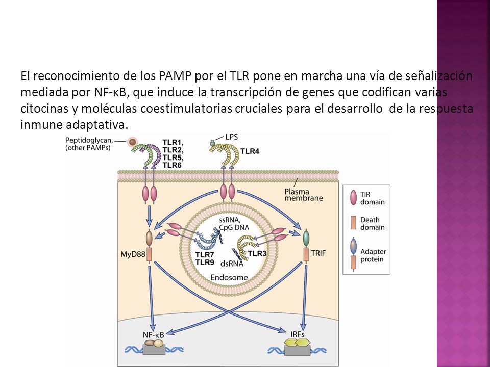 El reconocimiento de los PAMP por el TLR pone en marcha una vía de señalización mediada por NF-κB, que induce la transcripción de genes que codifican varias citocinas y moléculas coestimulatorias cruciales para el desarrollo de la respuesta inmune adaptativa.
