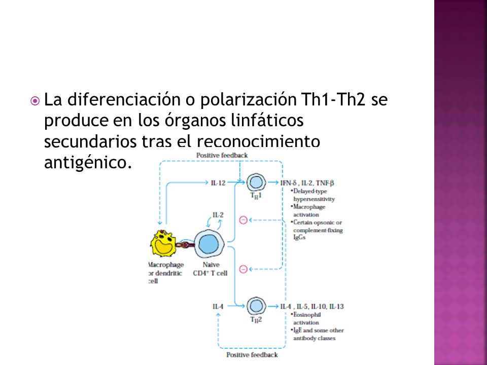 La diferenciación o polarización Th1-Th2 se produce en los órganos linfáticos secundarios tras el reconocimiento antigénico.