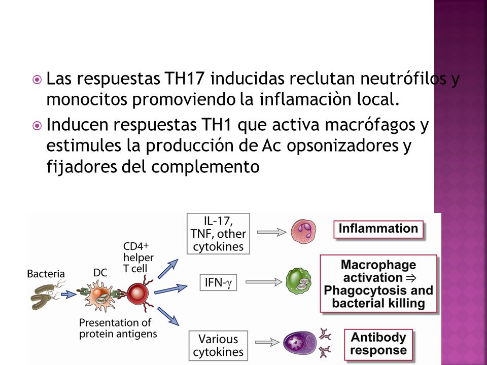 Las respuestas TH17 inducidas reclutan neutrófilos y monocitos promoviendo la inflamaciòn local.