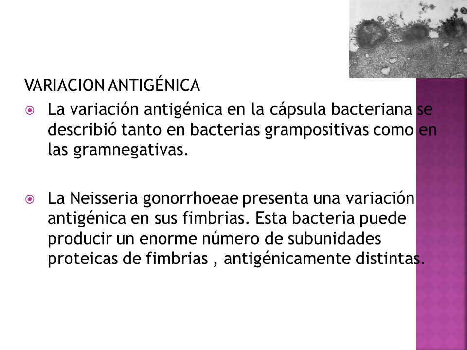 VARIACION ANTIGÉNICA La variación antigénica en la cápsula bacteriana se describió tanto en bacterias grampositivas como en las gramnegativas.