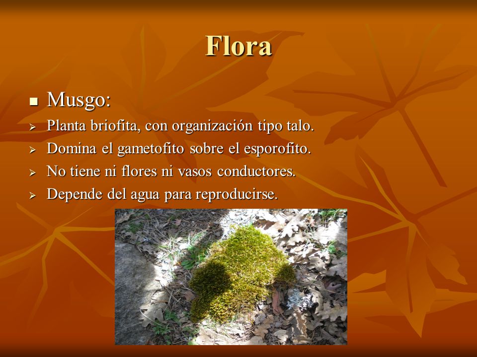 Flora Musgo: Planta briofita, con organización tipo talo.