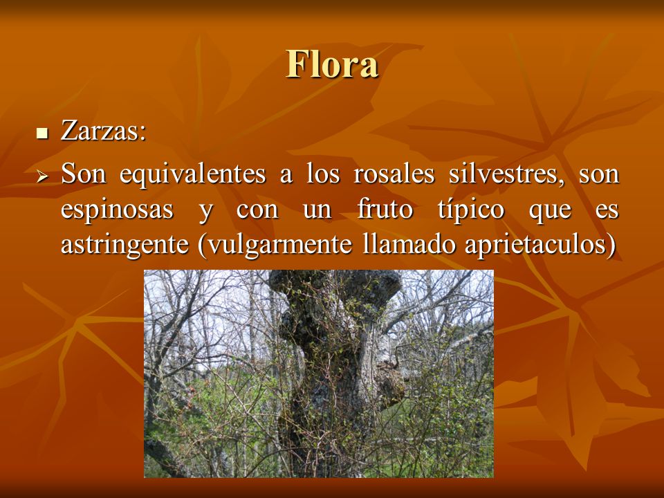 Flora Zarzas: Son equivalentes a los rosales silvestres, son espinosas y con un fruto típico que es astringente (vulgarmente llamado aprietaculos)