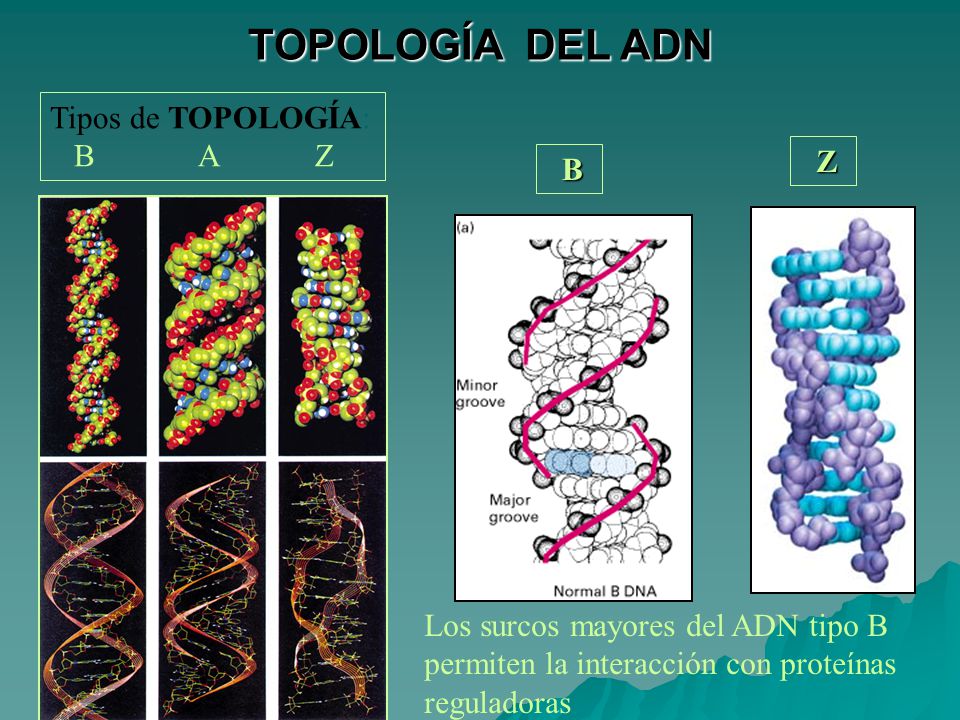 TOPOLOGÍA DEL ADN Tipos de TOPOLOGÍA: B A Z Z B