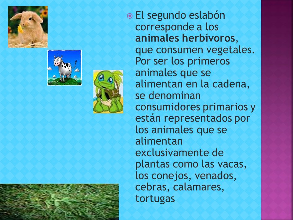 El segundo eslabón corresponde a los animales herbívoros, que consumen vegetales.