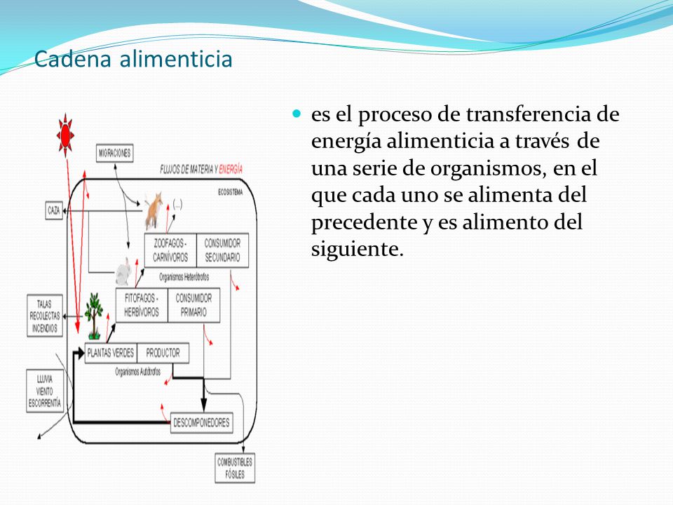 Cadena alimenticia