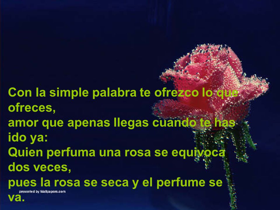 Con la simple palabra te ofrezco lo que ofreces, amor que apenas llegas cuando te has ido ya: Quien perfuma una rosa se equivoca dos veces, pues la rosa se seca y el perfume se va.