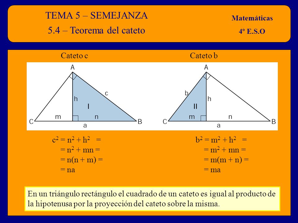 TEMA 5 – SEMEJANZA 5.4 – Teorema del cateto Cateto c Cateto b