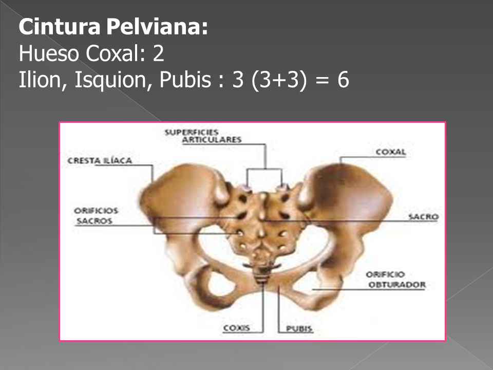 Cintura Pelviana: Hueso Coxal: 2 Ilion, Isquion, Pubis : 3 (3+3) = 6